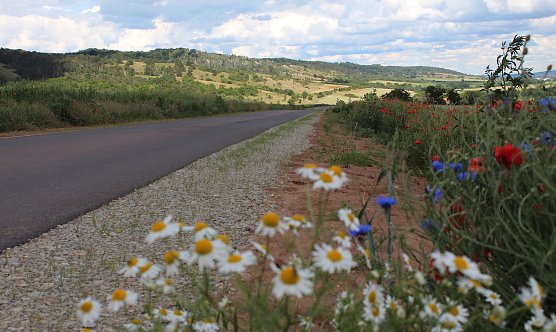 Die Teilstrecke von Bendeleben zur Barbarossah&ouml;hle wurde am 17.06.24 verkehrsrechtlich abgenommen und der &Ouml;ffentlichkeit zur Nutzung &uuml;bergeben. Auf 2,2 km geht es durch die derzeit bl&uuml;hende Landschaft (Foto: Julia Hornickel)
