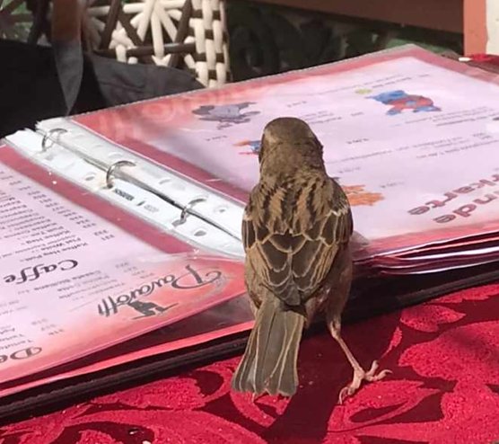 Kleiner frecher Spatz studiert die Speisekarte (Foto: Bernd Otto) Kleiner frecher Spatz studiert die Speisekarte (Foto: Bernd Otto)