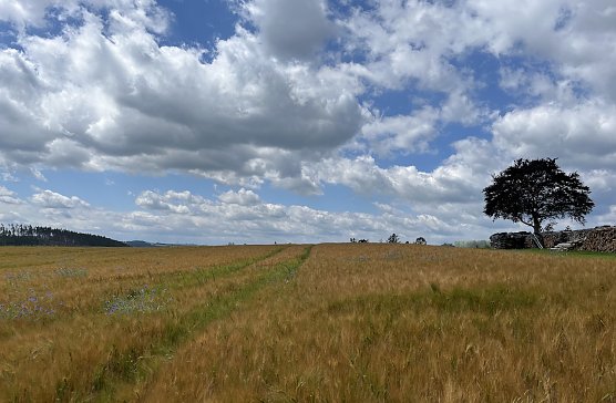 Zum f&uuml;nfzehnten Mal in Folge war der Juni laut Meteorologen zu warm (Foto: oas)