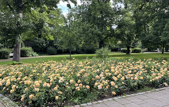 Rosenbeet im Kurpark Bad Langensalza (Foto: oas)