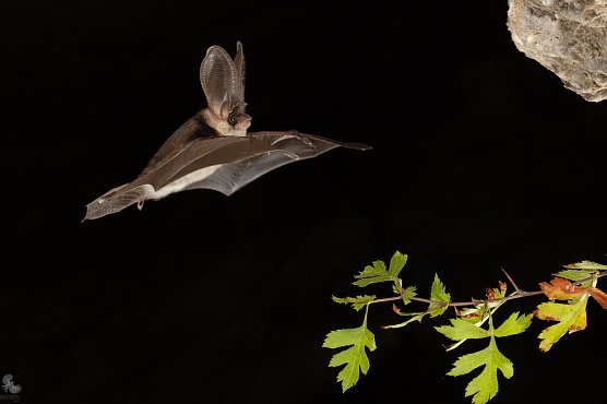 Fledermaus (Foto: Mareike Naylor (GeoPark Kyffh&auml;user e.V.))
