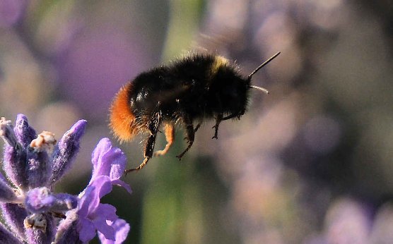Hummelflug (Foto: P.Blei) Hummelflug (Foto: P.Blei)
