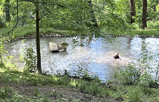Abk&uuml;hlung im B&auml;renpark Worbis (Foto: oas)