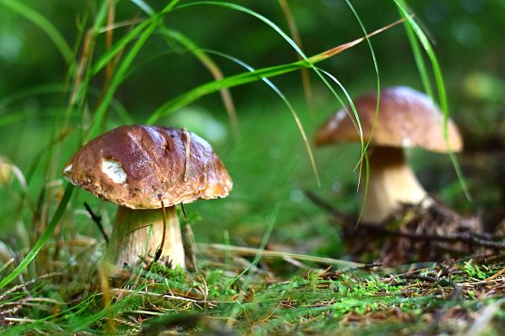 Der bei Schwammerlsuchern beliebte Fichtensteinpilz ist in den h&ouml;heren Lagen ab Juli bis in den Oktober hinein zu finden (Foto: Jan B&ouml;hm)