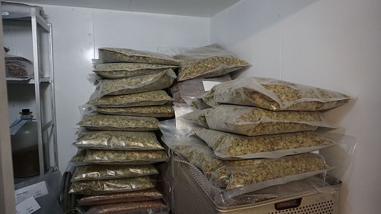 S&auml;ckeweise Bergulme im Lager der Th&uuml;ringenForst-Klenge in Fischbach: Mit der Lagerhaltung werden nat&uuml;rliche Schwankungen bei den j&auml;hrlichen Saatguterntemengen ausgeglichen   (Foto: Katharina Reffelt)