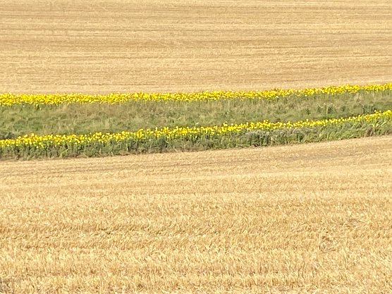 Getreidefeld bei Dietenborn (Foto: Wolfgang Lehmann) Getreidefeld bei Dietenborn (Foto: Wolfgang Lehmann)