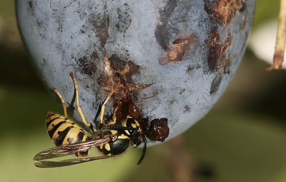 Der NABU Th&uuml;ringen r&auml;t zur Besonnenheit beim Auftauchen von Wespennestern (Foto: Helge May)