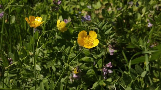 Wetterbild (Foto: agl) Wetterbild (Foto: agl)