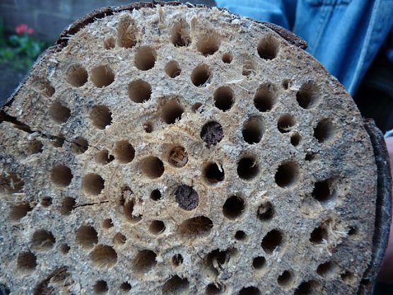 Bau eines Insektenhotels (Foto: Karl-Heinz Herrmann)