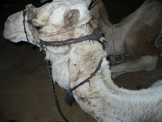 Auf dem Mosesberg (Foto: Karl-Heinz Herrmann)