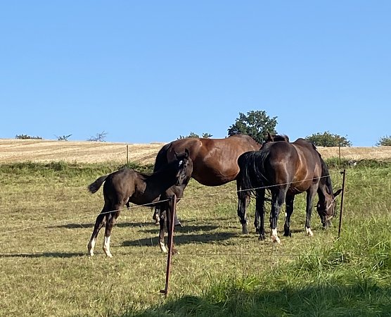 Silkeröder Hügelland (Foto: Wolfgang Lehmann) Silkeröder Hügelland (Foto: Wolfgang Lehmann)