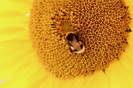 Biene (Foto: Eva Maria Wiegand) Biene (Foto: Eva Maria Wiegand)