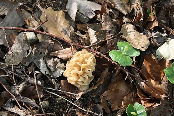Rekordverd&auml;chtiger Wanderer (Foto: Hans-J&uuml;rgen Schmidt)