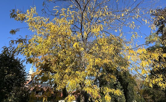 Der goldene Oktober setzt sich fort (Foto: oas) Der goldene Oktober setzt sich fort (Foto: oas)
