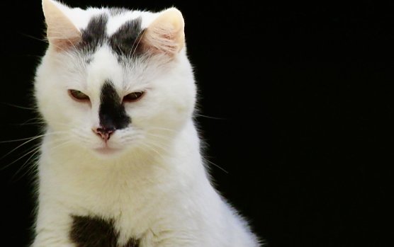 Symbolbild Katze (Foto: Eva Maria Wiegand) Symbolbild Katze (Foto: Eva Maria Wiegand)