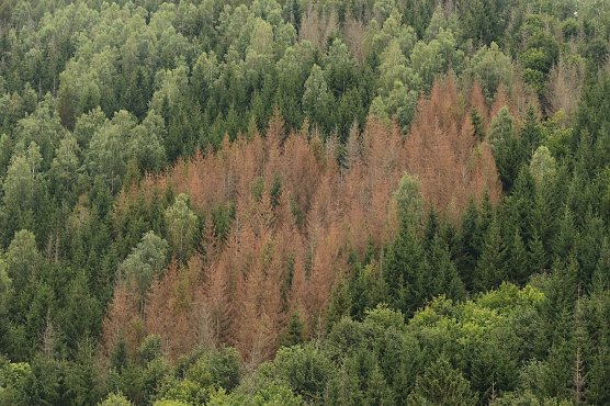 Tote Fichten im Harz, Archivbild aus 2021 (Foto: nnz-Archiv) Tote Fichten im Harz, Archivbild aus 2021 (Foto: nnz-Archiv)