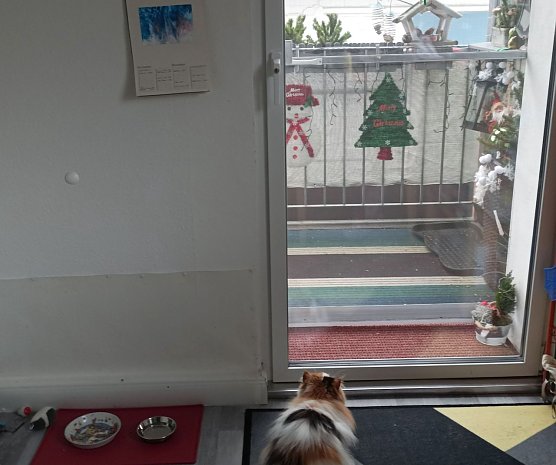 Vogelbeobachtung mit Katze (Foto: Thomas Leipold)