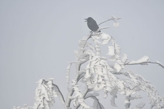 Im Wald stellen Winterst&uuml;rme f&uuml;r Menschen eine besondere Gefahr dar (Foto: Ralf Sikorski)