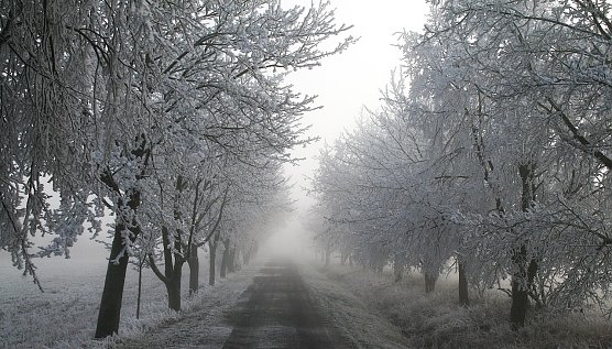 Winter in der Goldenen Aue (Foto: U.Reinboth) Winter in der Goldenen Aue (Foto: U.Reinboth)