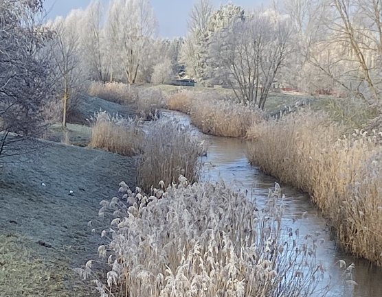 Wipperdamm bei frostigen Temperaturen (Foto: Wolfgang Lehmann)