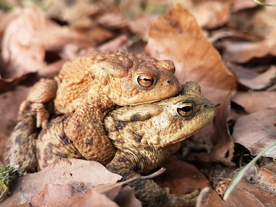 Erdkr&ouml;ten (Foto: NABU Kyffh&auml;userkreis)
