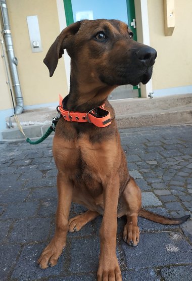 Wer kennt diese ca. 6 Monate alte Hündin? Sie wurde im Helbetal ausgesetzt (Foto: LPI Nordhausen) Wer kennt diese ca. 6 Monate alte Hündin? Sie wurde im Helbetal ausgesetzt (Foto: LPI Nordhausen)