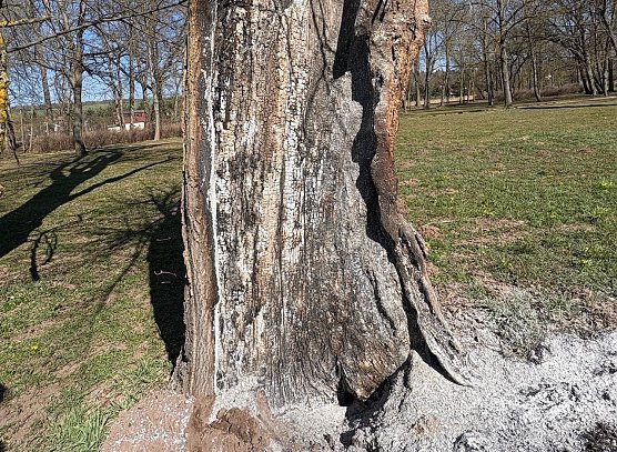 Angekokelter Baum im Schlosspark (Foto: S.Dietzel) Angekokelter Baum im Schlosspark (Foto: S.Dietzel)