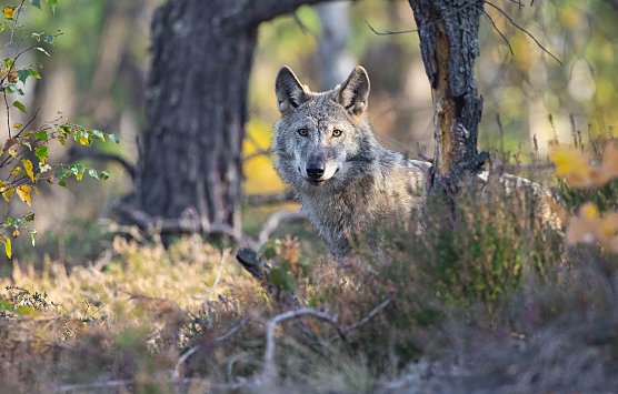 Vermehrt Wölfe in Thüringen unterwegs (Foto: Kathleen Gerber) Vermehrt Wölfe in Thüringen unterwegs (Foto: Kathleen Gerber)