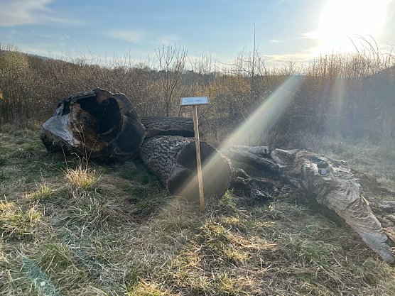 Abgebranntes Totholz-Habitat (Foto: LPI)