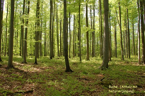 Im Forst unterwegs (Foto: Forstamt Oldisleben)