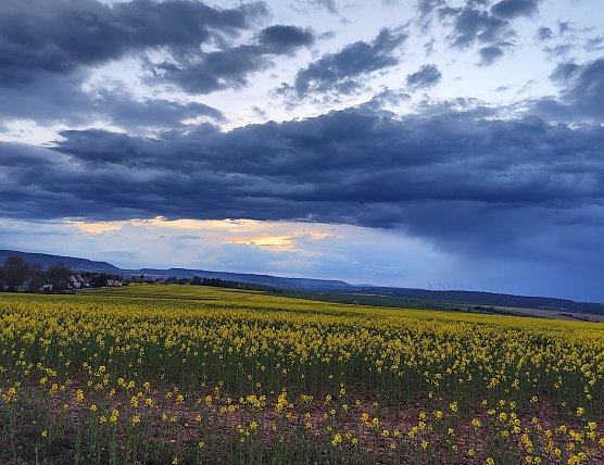 Naturfoto: Hain in Richtung Westen (Foto: Gunnar Müller) Naturfoto: Hain in Richtung Westen (Foto: Gunnar Müller)