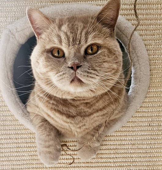 Kater - Blick aus dem Fenster (Foto: Carmen B&ouml;hner)