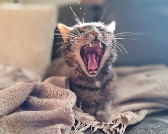 Müde Katze im Frühling (Foto: Beate Schmidt) Müde Katze im Frühling (Foto: Beate Schmidt)