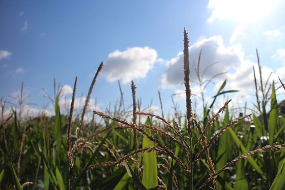 Wetterbild (Foto: agl) Wetterbild (Foto: agl)