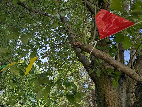 Falscher Baumschnitt (Foto: Janine Skara) Falscher Baumschnitt (Foto: Janine Skara)