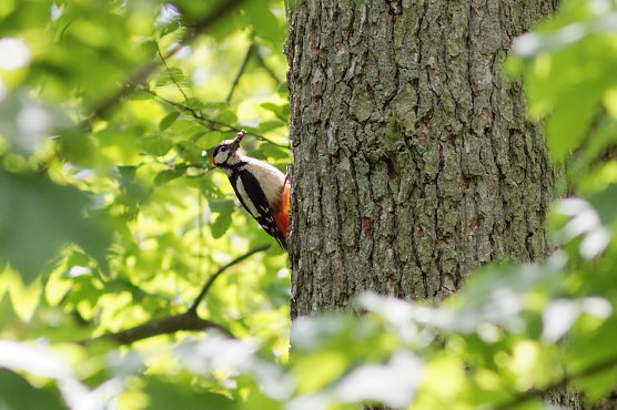 Buntspecht (Foto: Isabel Hümpfner) Buntspecht (Foto: Isabel Hümpfner)