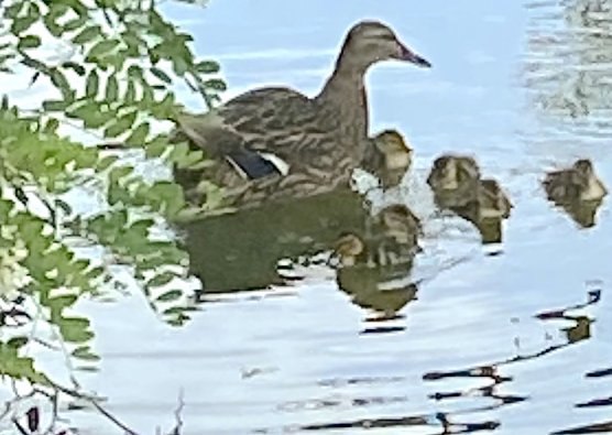 Entenmutter mit ihren Nachwuchs (Foto: Wolfgang Lehmann)