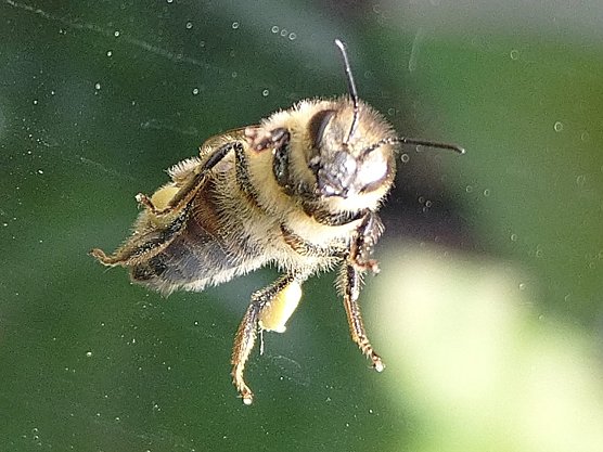 Bienen (Foto: Andrea Rohrmann)