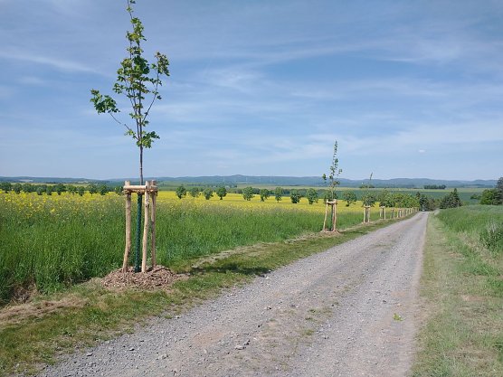 Baumpflanzungen bei Etzelsrode (Foto: Landschaftspflegeverband S&uuml;dharz/Kyffh&auml;user)