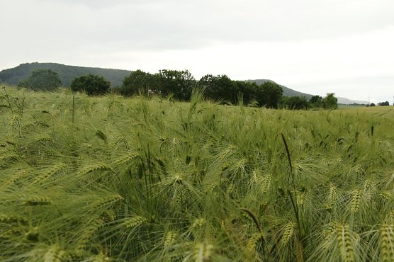 Wetterbild (Foto: agl)