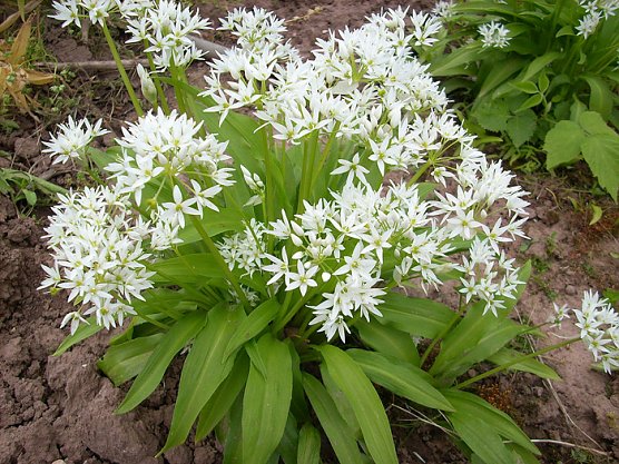 B&auml;rlauch (Foto: Karl-Heinz Herrmann)