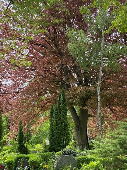 Blutbuche (Foto: Wolfgang Lehmann) Blutbuche (Foto: Wolfgang Lehmann)