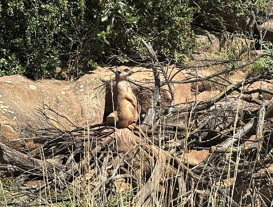 Im Zoopark Erfurt (Foto: oas)