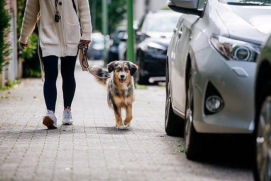 Hunde im Urlaub: Was gilt es zu beachten? (Foto: ADAC)