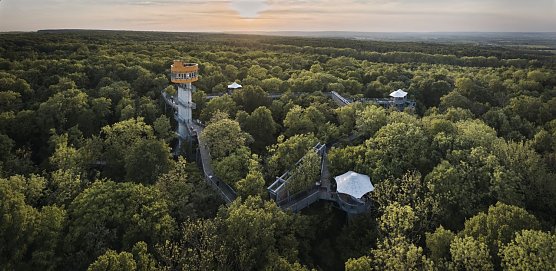 Der Baumkronenpfad feiert im August seinen 20. Geburtstag (Foto: Tino Sieland) Der Baumkronenpfad feiert im August seinen 20. Geburtstag (Foto: Tino Sieland)