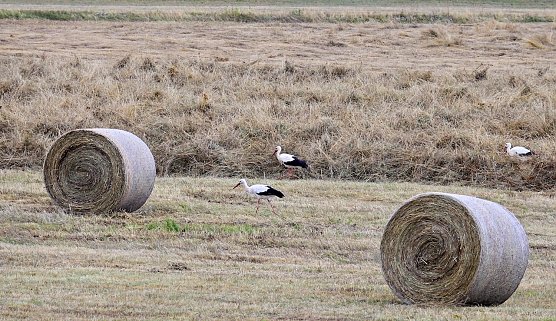 Störche an Stausee in Kelbra (Foto: Marco Gerlach) Störche an Stausee in Kelbra (Foto: Marco Gerlach)