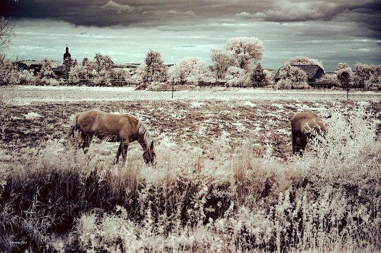 Windehausen Zorgeufer (Foto: Christopher Seizmer) Windehausen Zorgeufer (Foto: Christopher Seizmer)