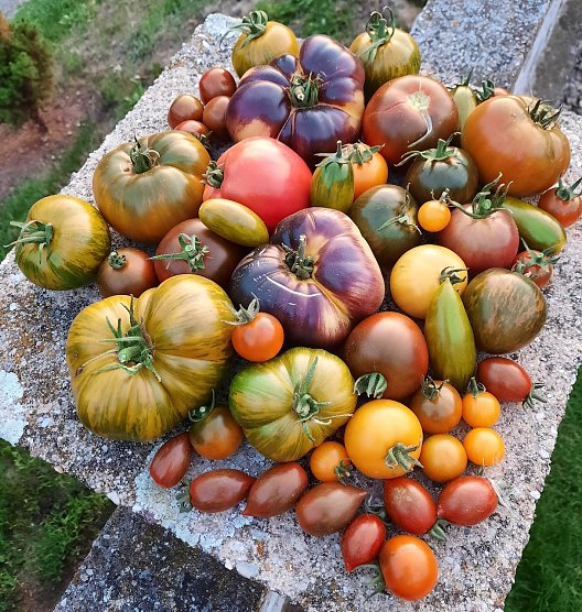 Große Auswahl an Tomaten (Foto: Karsten Stiehler) Große Auswahl an Tomaten (Foto: Karsten Stiehler)