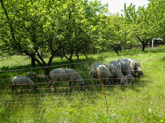 Streuobstwiese (Foto: Isabel H&uuml;mpfner)