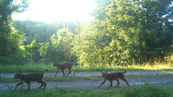 Luchsnachwuchs im Südharz (Foto: TMUENF) Luchsnachwuchs im Südharz (Foto: TMUENF)